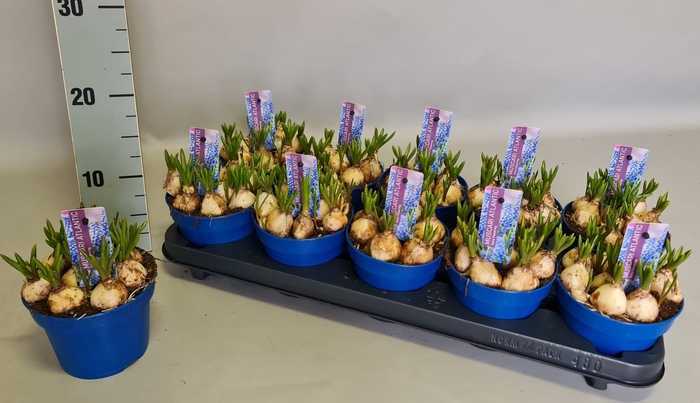 Bol op pot Muscari Atlantic 12cm