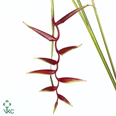 <h4>Hel Sexy Red Sg</h4>