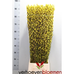 SALIX  SN FLA KLB H%