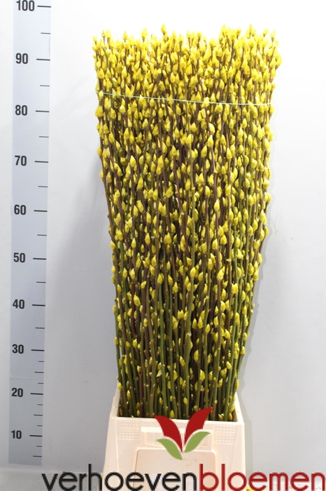 <h4>SALIX  SN FLA KLB H%</h4>