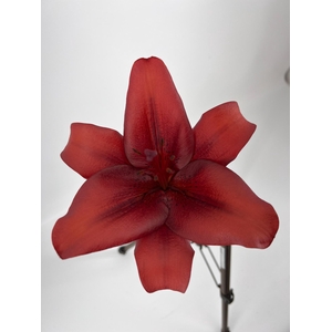 LI LA CALABRIA FLEXLINE