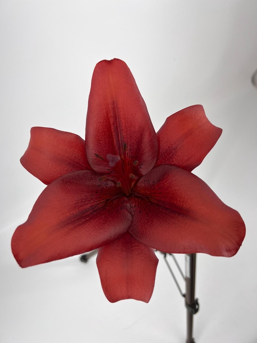 <h4>LI LA CALABRIA FLEXLINE</h4>