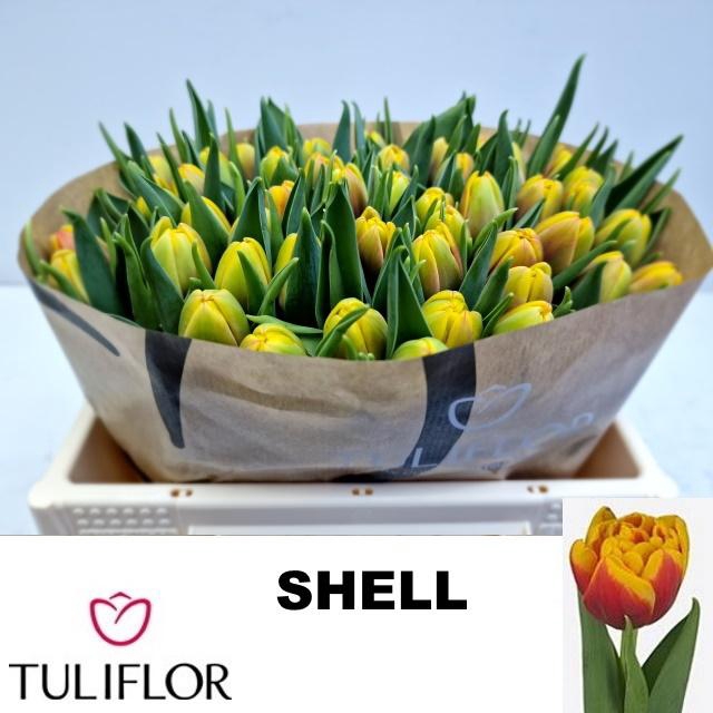 <h4>TU DU SHELL</h4>