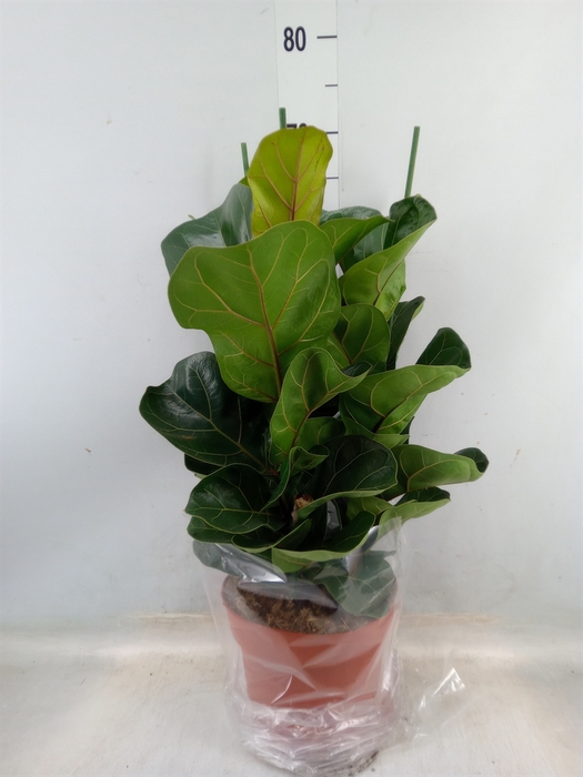 <h4>Ficus lyrata 'Bambino'</h4>