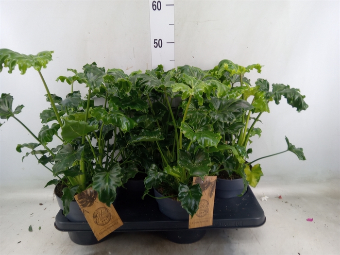<h4>Philodendron   ...</h4>