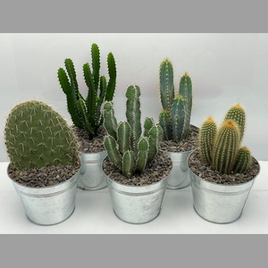 CACTUS GEM