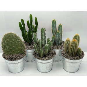 CACTUS GEM