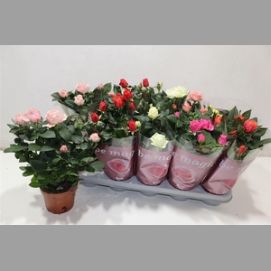 Ro B Monde Gem 6 Srt