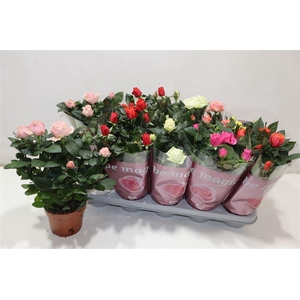 arr8 Ro B Monde Gem 6 Srt