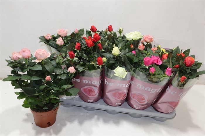 <h4>Ro B Monde Gem 6 Srt</h4>