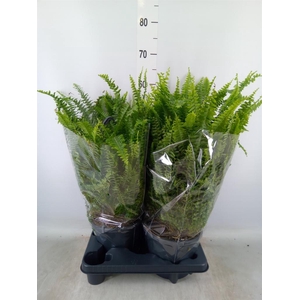 Nephrolepis exal. 'Green Lady'
