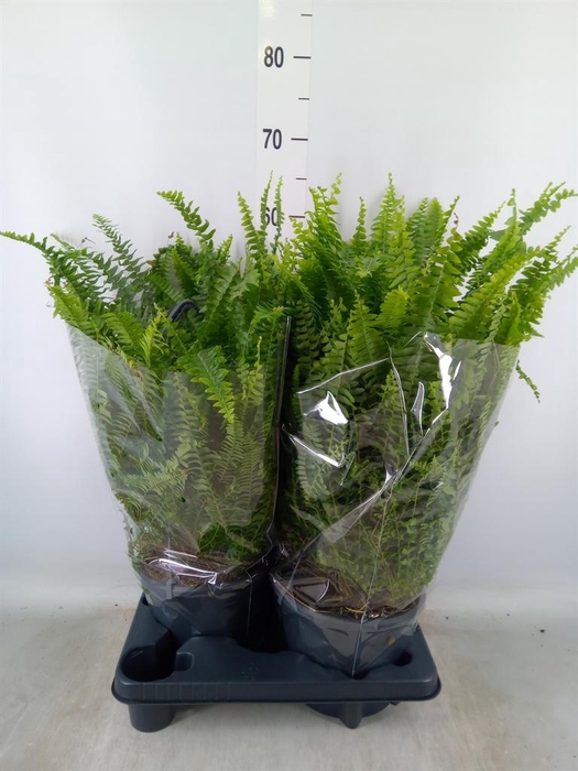 <h4>Nephrolepis exal. 'Green Lady'</h4>