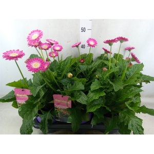Gerbera  'Garvinea Classic Femmy'