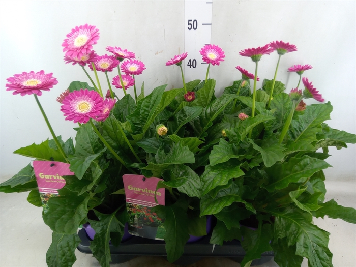 <h4>Gerbera  'Garvinea Classic Femmy'</h4>