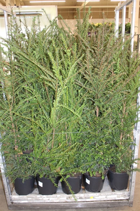 <h4>Taxus Baccata</h4>
