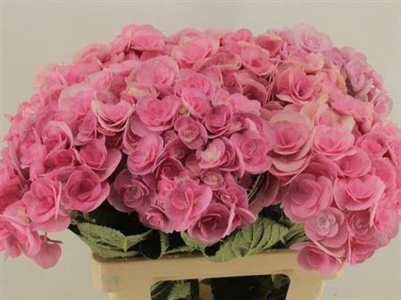 <h4>Hydr M Beau Papil Rz 60cm</h4>