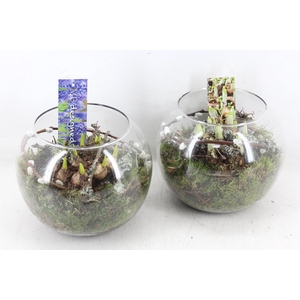 arr4 Bollenmix MB - Glas bol 285/5