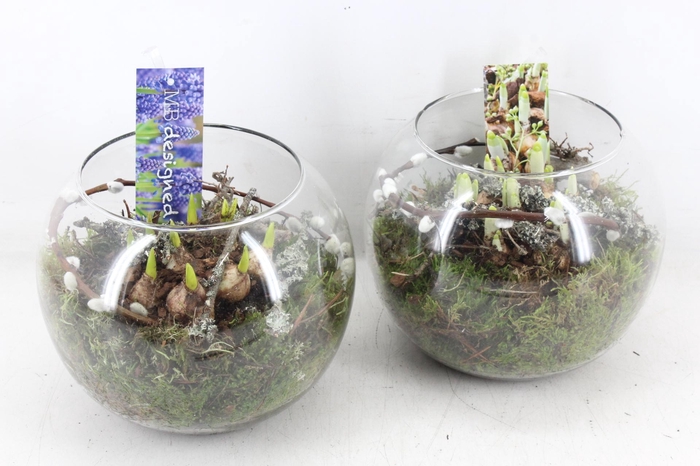 <h4>arr4 Bollenmix MB - Glas bol 285/5</h4>