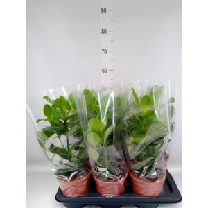 Clusia rosea 'Princess'