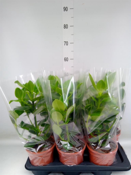 <h4>Clusia rosea 'Princess'</h4>