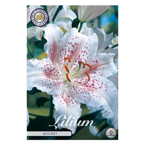 Lilium Muscadet x2 16/18