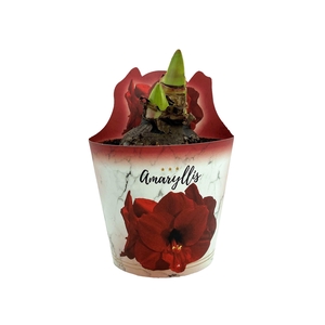 HIPPEAS EXTRA SOUVEREIGN P14