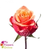 R Gr Cherry Brandy Orange 60cm EC