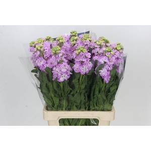 Matthiola Iron Fairy Pink