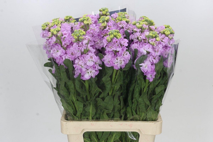 <h4>Matthiola Iron Fairy Pink</h4>