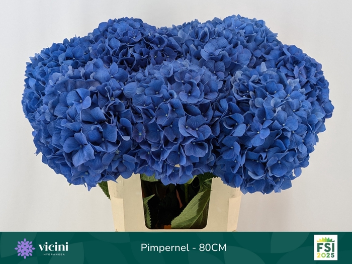<h4>HYDR M CH PIMPERNEL</h4>