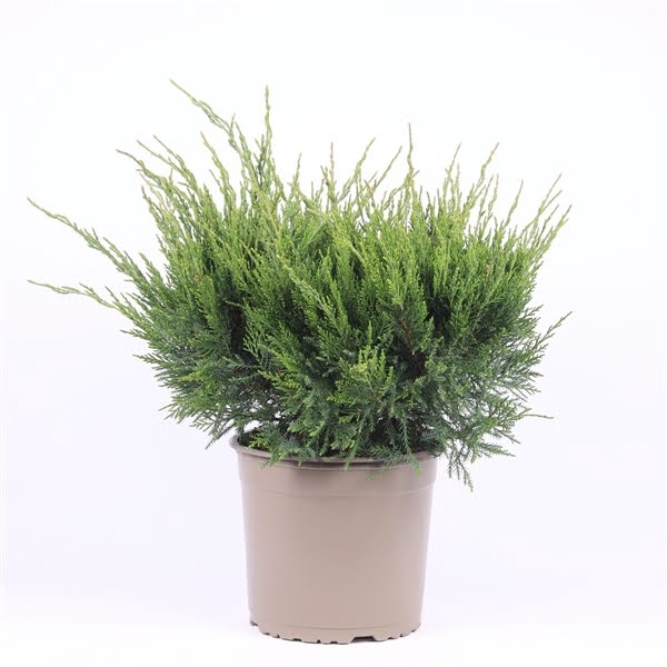 <h4>Juniperus x pfitzeriana 'Mint Julep'</h4>