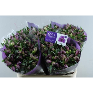 Alstr Falipo (paars)