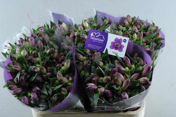 <h4>Alstr Falipo (paars)</h4>