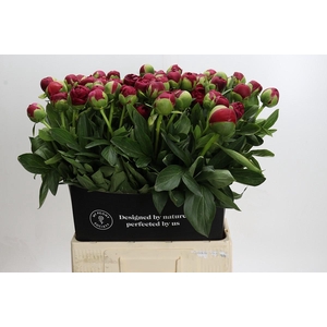 Paeonia Diana Parks