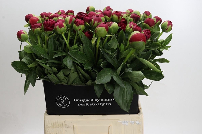 <h4>Paeonia Diana Parks</h4>