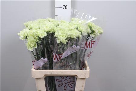 <h4>Di St Prado Mint</h4>