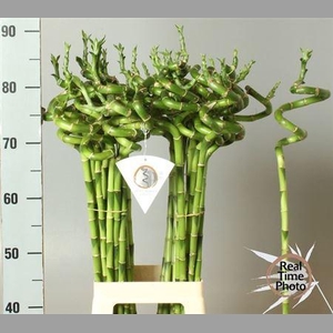 Drac S Lucky Bamboo