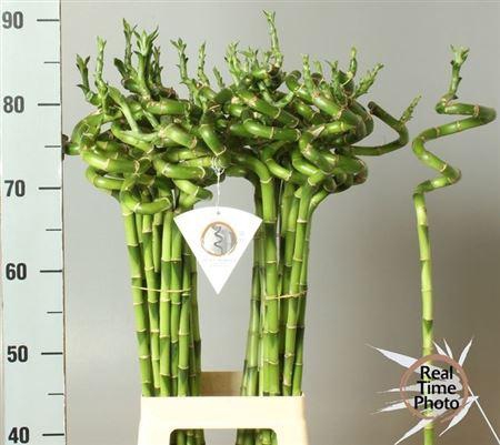 <h4>Drac Lucky Bamboo</h4>