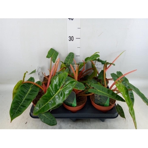 Philodendron billietiae