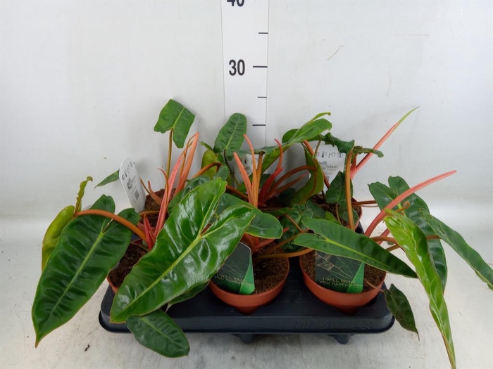 <h4>Philodendron billietiae</h4>