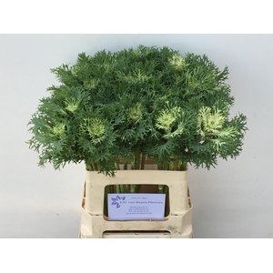 Brass Crane Fea Snow