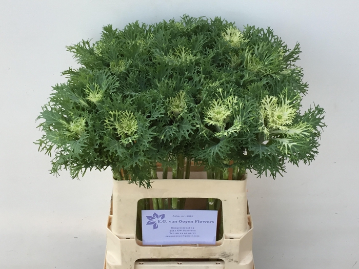 <h4>Brass Crane Fea Snow</h4>