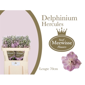 Delphinium Hercules