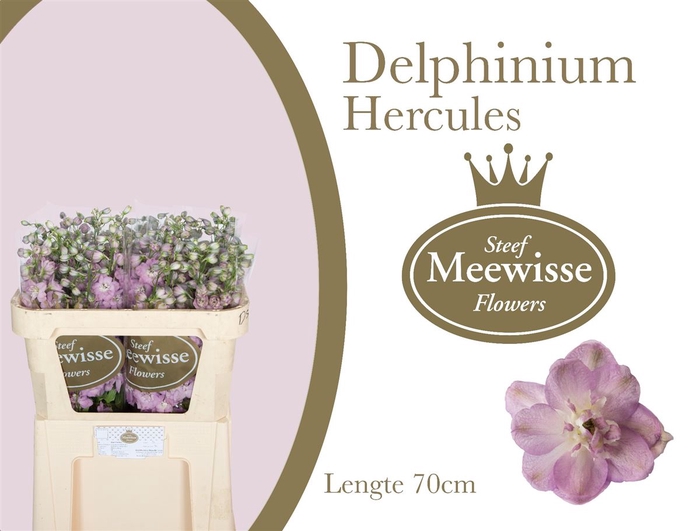 Delphinium Hercules