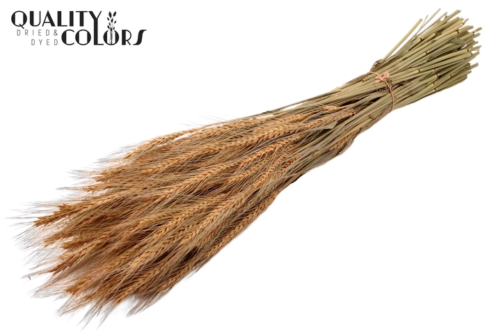 <h4>Triticale per bunch Frosted Salmon</h4>