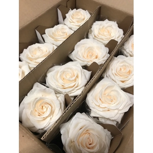 Rose on stem xl bulk 55cm champagne