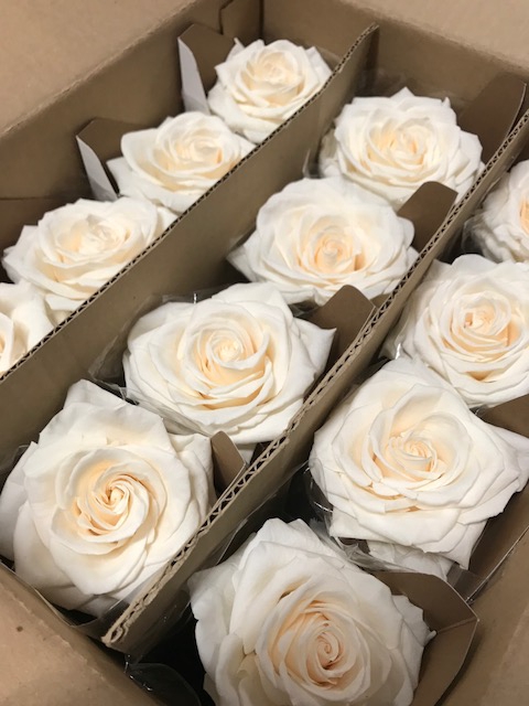 <h4>Rose on stem xl bulk 55cm champagne</h4>