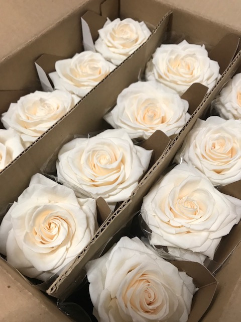 <h4>Rose on stem xl bulk 55cm champagne</h4>
