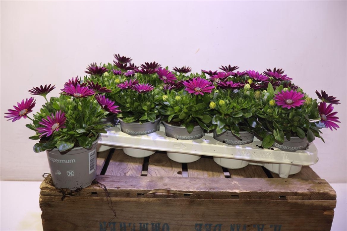 <h4>Osteo Fp Purple</h4>