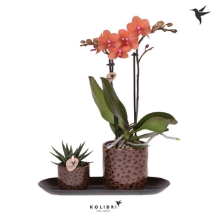 Arrangementen Kolibri H% keramiek GIFTSHOMEGR